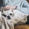 a man petting a dog - EDE Frederick MD brand new apartments